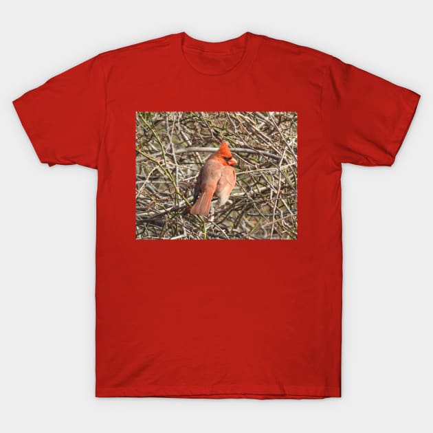 Northern Cardinal, wild birds, wildlife gifts T-Shirt by sandyo2ly